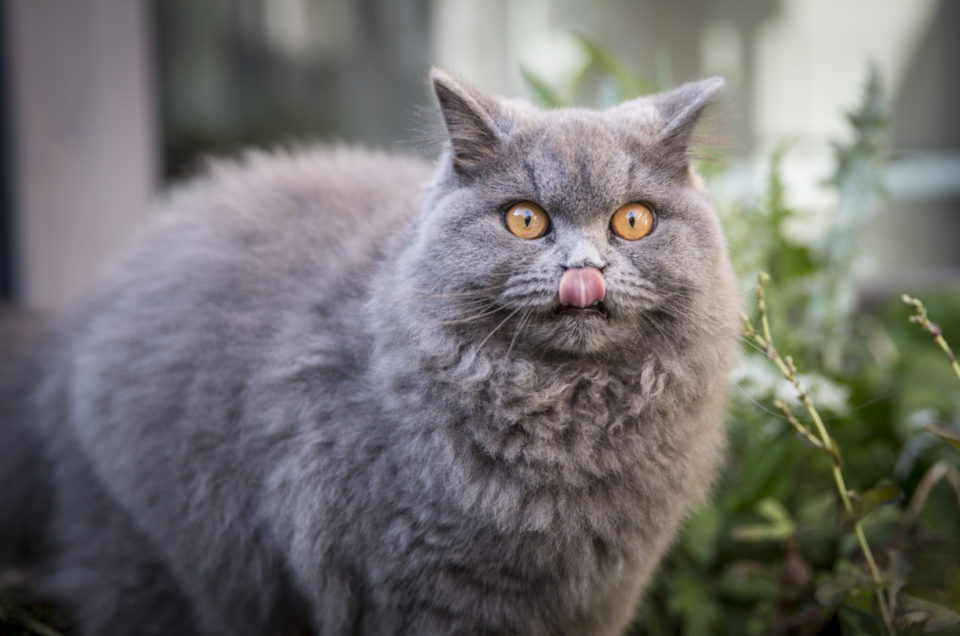 Portrait d’animaux domestiques – Angers – Séance Photo