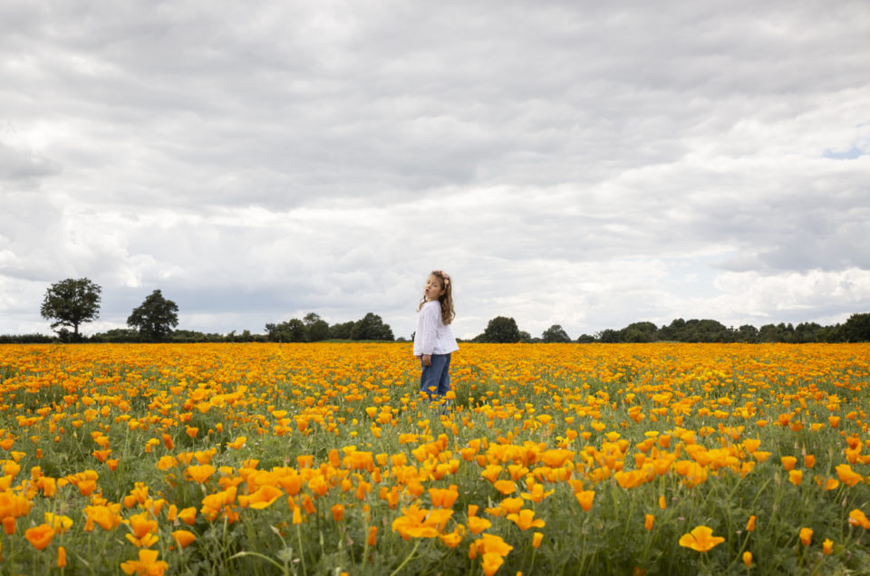 Séance photo enfant en extérieur – Champs de fleurs – Chemillé