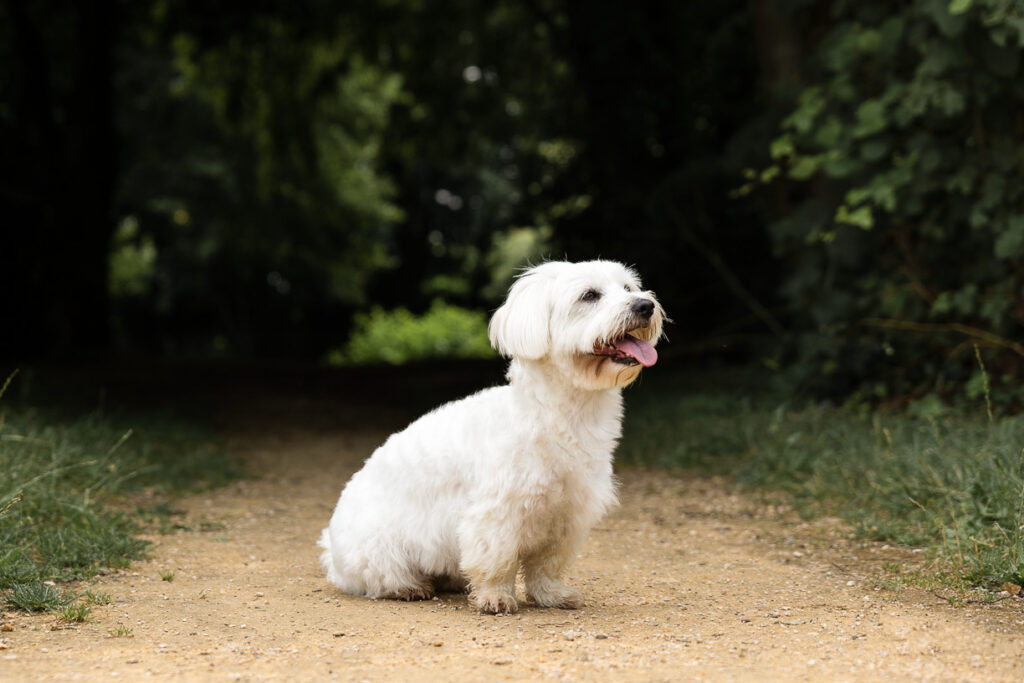 Animaux de compagnie photo chien 5